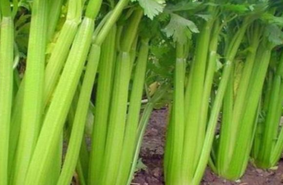 芹菜開裂產(chǎn)量低，咋防治？